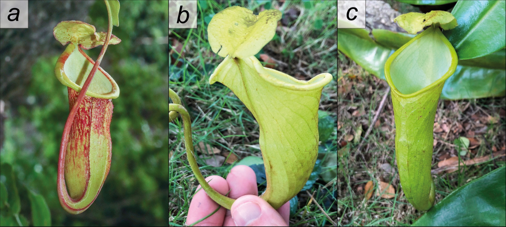 nepenthes megastoma has a bell-shaped pitcher with a little lid for catching insects nepenthes megastoma has a bell-shaped pitcher with a little lid for catching insects